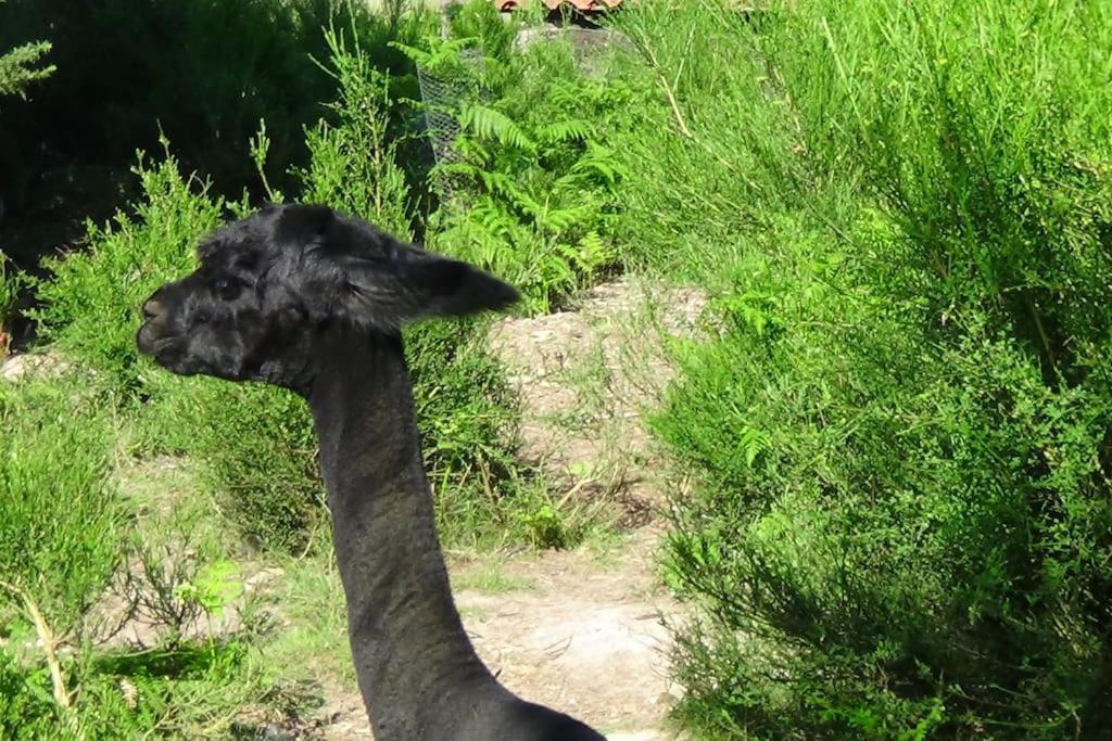 Aurice La Grange De Pachonヴィラ エクステリア 写真